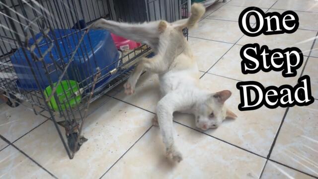 A Cat Struggling Between Life And Death Due To Brain Damage