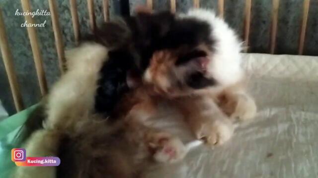 SEMINGGU PASCA LAHIR ANAK PERTAMA, TERNYATA DI PERUTNYA MASIH ADA ANAKNYA