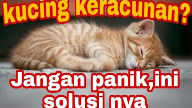 cara mengobati kucing keracunan