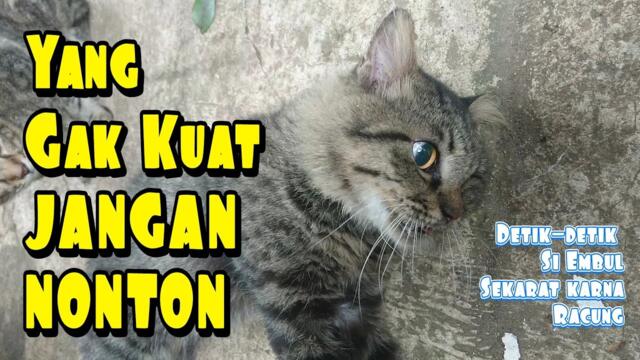 Detik-detik Kucing Sekarat Kena Racun | Yang Gak Kuat Jangan Nonton