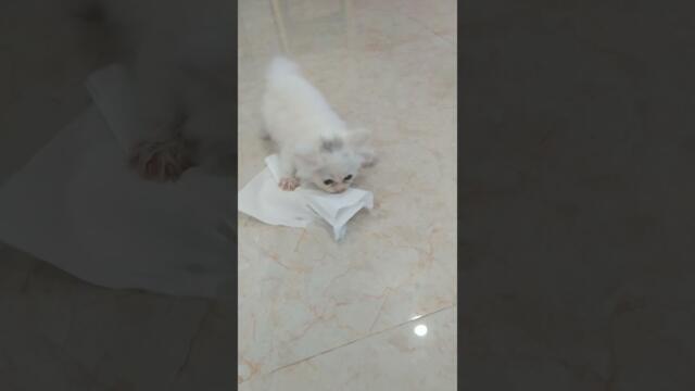Kucing mengalami kejang-kejang sampai"pup dan pipis😭😭😭