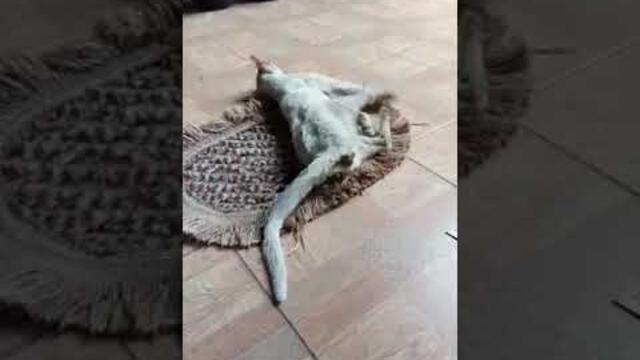 Sakaratul maut pada kucing