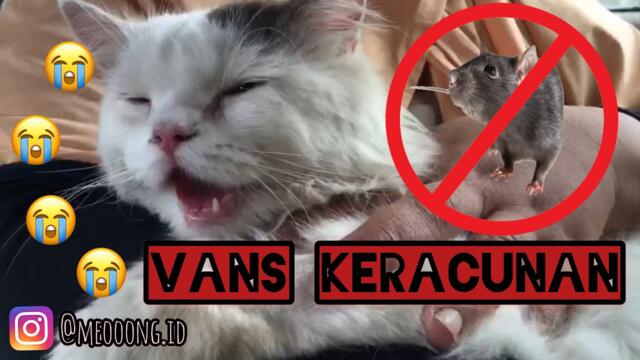 KUCING KERACUNAN RACUN TIKUS .  Vans Sampe harus di rawat