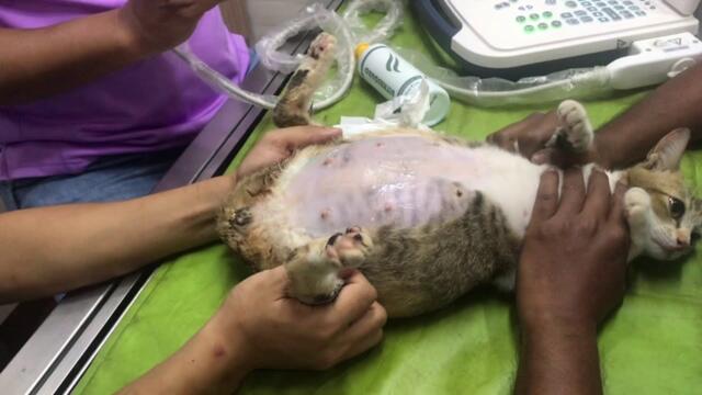 Rescue Induk Kucing Hamil