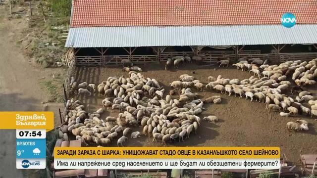 Унищожават стадо от 1000 овце заради дребна шарка