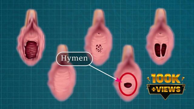 Hymen | What do you know about the hymen? 🤔