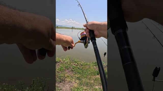 Риболов на ШАРАН на яз  Рашовец  4 . Най яките РЪНОВЕ. CARP fishing at Rashovets. #shorts