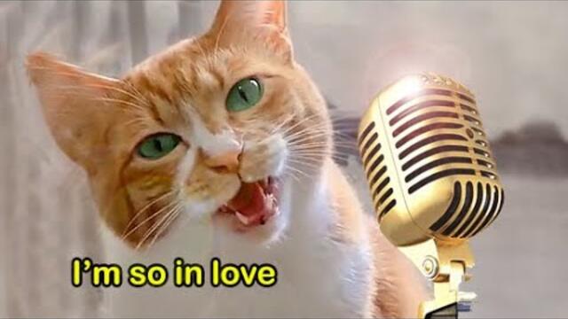 Cat Song ❤️ Singing Cat Catchy Tune - duet with @Nazar_KhomiakevychMusic