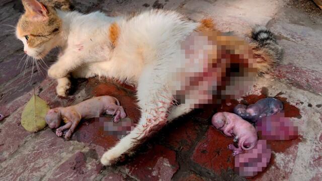 Urgent Rescue: Stray Cat Giving Birth in Public Park