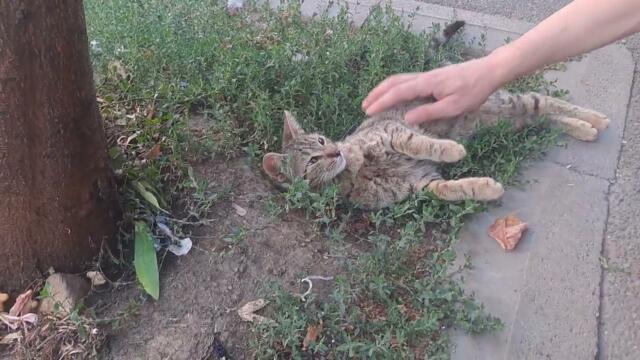 Непознато Коте 🐈🤗😺