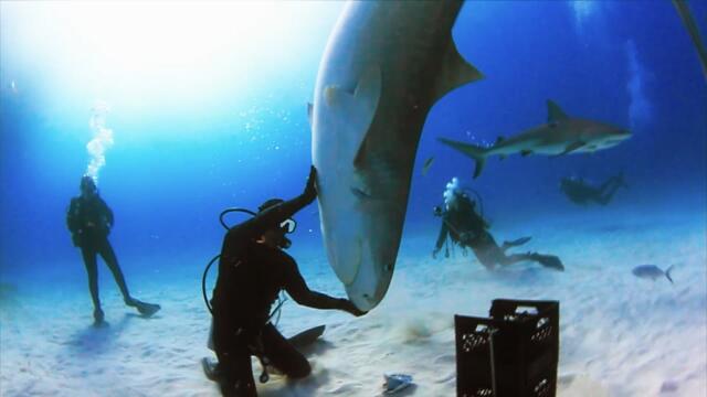 How Do You Dance With a Shark?