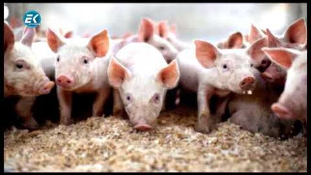 България която съградихме 1989 Еп. 9 - СЕЛСКО СТОПАНСТВО