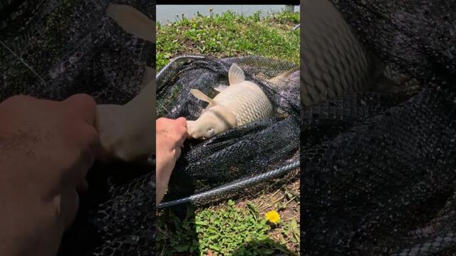 Риболов на ШАРАН на яз  Рашовец  3  Най яките РЪНОВЕ  CARP fishing at Rashovets . #shorts