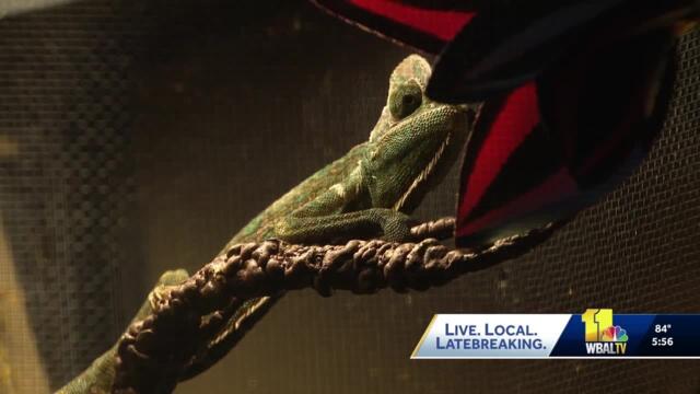 Carroll County rescue center specializes in exotic animals