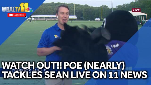 Don't get tackled Sean!! (He previews Ravens Training Camp)