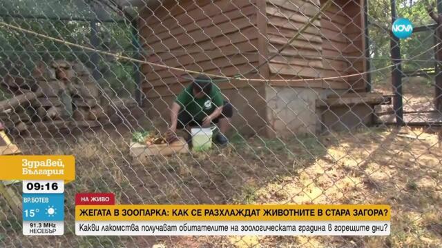 Разхладителни изненади за животните в зоопарка в Стара Загора