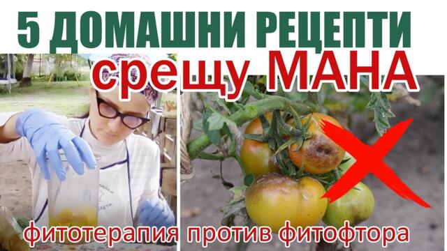 Борба срещу мана, 5 РЕЦЕПТИ, условия срещу фитофтора по сем.Картофови 🍅🌶🍆🫑🥔 с равнец, синап, чесън
