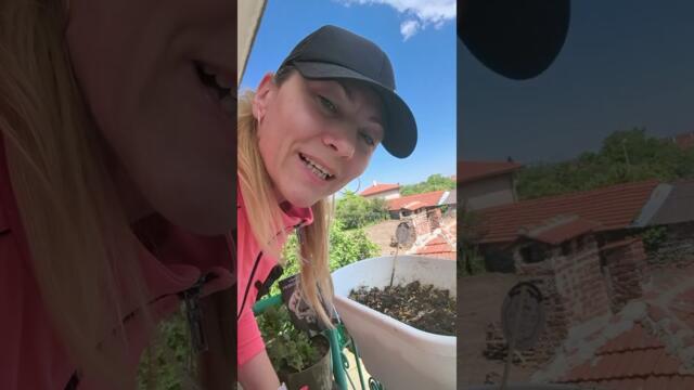 Засадих си слънчеви цветенца .