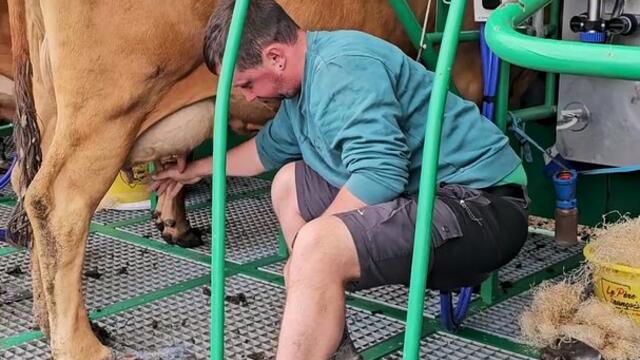 Quand le Tour de France passe pendant la traite des vaches