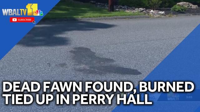 Dead fawn found burned, tied up in Perry Hall (Graphic Details)
