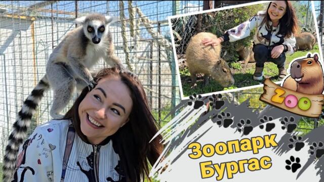 Зоопарк Бургас 🐾 Капибари, котешки лемури и още пухкави приятели
