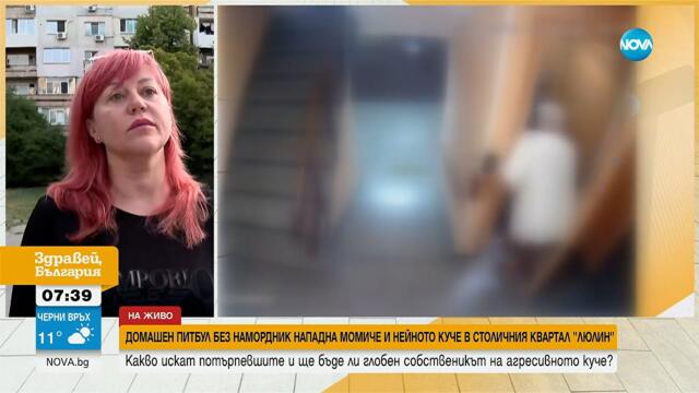 Домашен питбул без намордник нападна момиче и нейното куче в столичния квартал "Люлин"