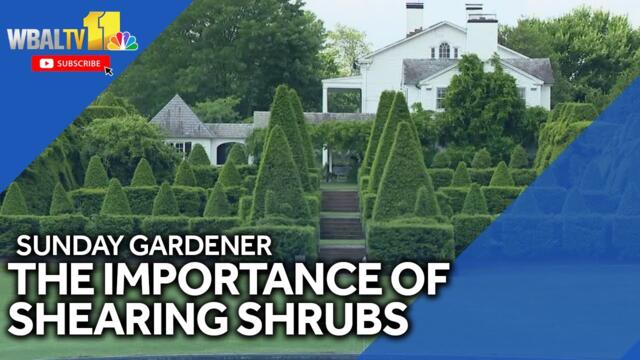 Sunday Gardener: Shearing and shaping shrubs