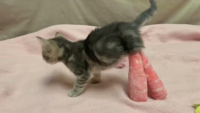 Tiny Paw Dismembered After Circulation Dies Due To Tragic Fall  [STORY BELOW]