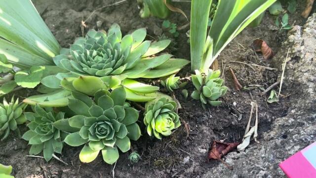 Дебелец (Бабин квас) - лечебни ползи и рецепти за употреба