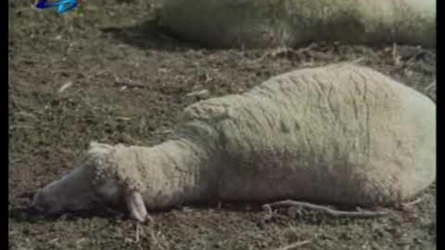 Записки по българските въстания - 1 част (Джендо)