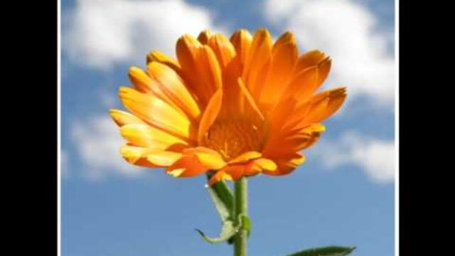 Tose Proeski - Zena Balkanska