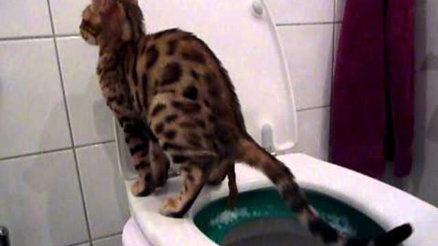 Bengal kitten using the toilet(pooping) in the litter kwitter - green stage
