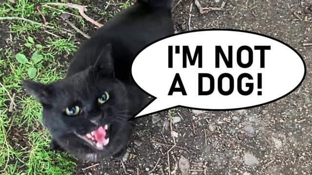 Black cat gets mad at human