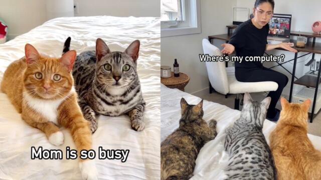 My Cats Got Me Fired!! 😱