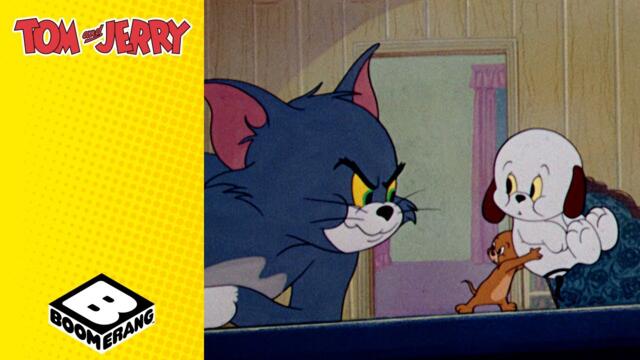 Jerry Gets A Dog | Tom and Jerry | @BoomerangUK