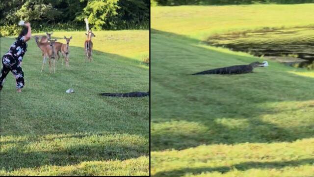 Florida Woman Throws Shoes at Alligator Hunting Deer