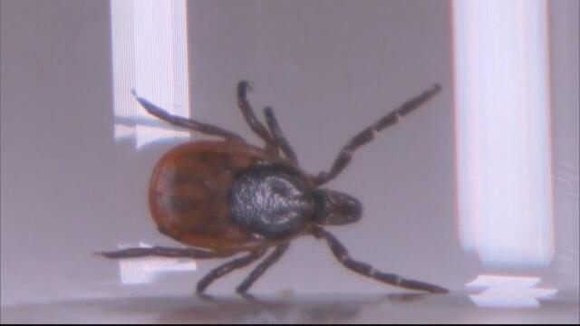 Tips to Help Prevent Tick Bites