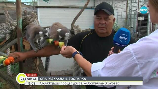 СПА в зоопарка: Охлаждащи процедури за животните в Бургас
