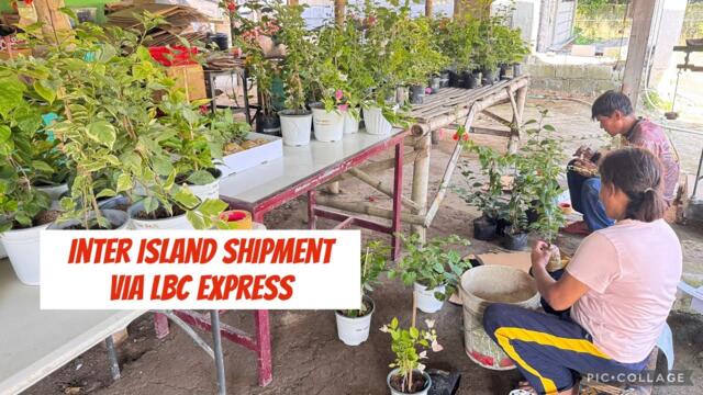 Inter island shipment via LBC express of rooted bougainvillea with English subtitles 