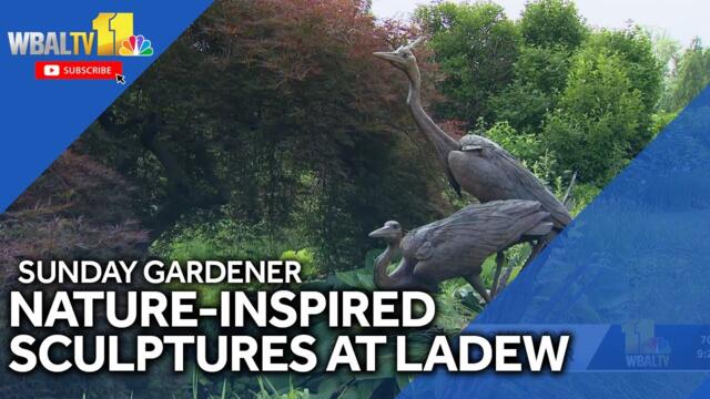 Enhancing a garden with sculptures inspired by nature