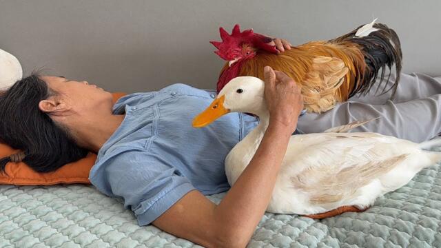 It's so funny😂! rooster and duck both want to sleep with their owner,which surprises the kitten!
