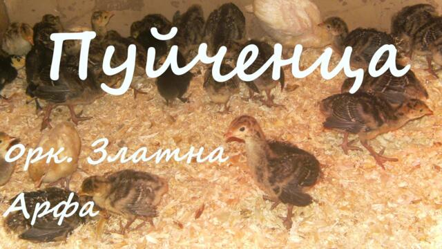 Пуйченца - Puichenca