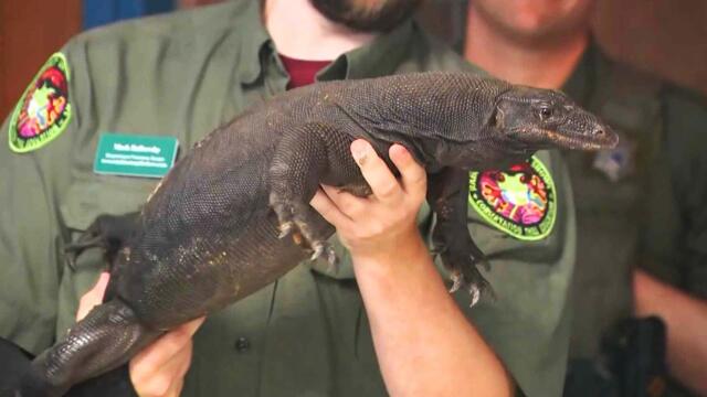 Escaped Lizard Caught 2 Weeks After Breaking Out of Home in Massachusetts
