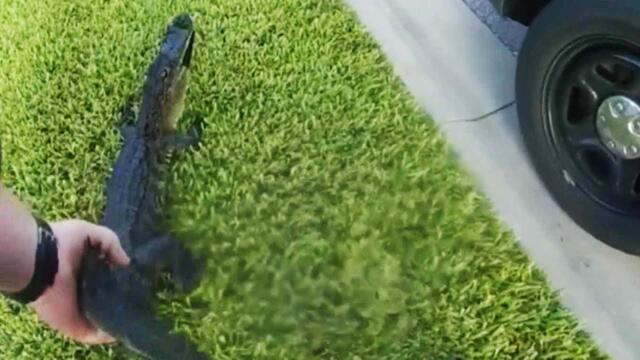 Deputy Buckles Baby Alligator in Back of Patrol Car After Pulling it From Pool