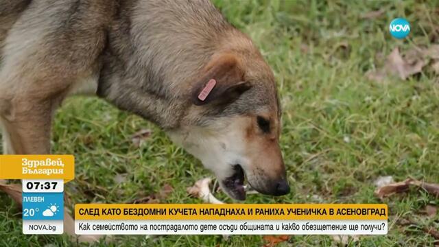 „Дъщеря ми все още е в шок“: Осъдиха Община Асеновград заради нападение над дете от бездомни кучета