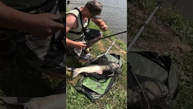 Риболов на ШАРАН и АМУРна яз  Рашовец  Личен РЕКОРДЕН БЯЛ АМУР! МОНТАЖ с Feeder GUM #shorts