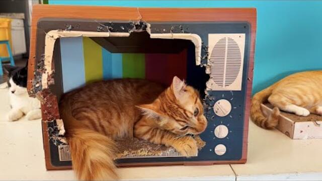 Raised on TV - Shining On (Official Video)