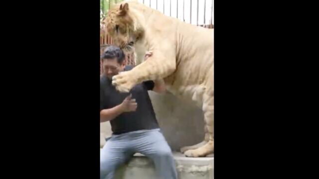 Une surpopulation de lions domestiques en Thaïlande