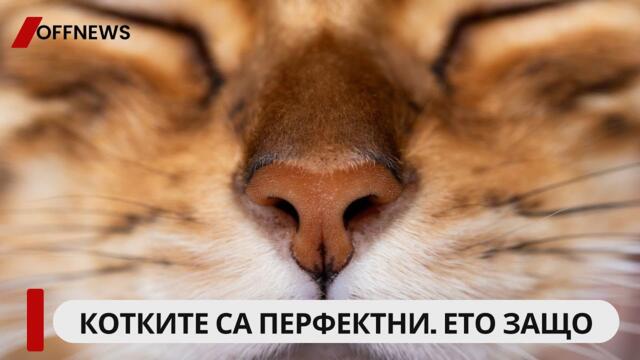 Котките са съвършени. Науката казва защо