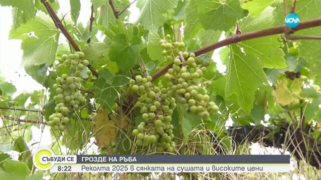 Тежка година за лозарите: Добивите ще са с около 30% по-ниски